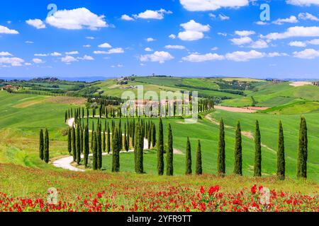 Asciano, Italie. Paysage typique du Val d'Orcia. Banque D'Images