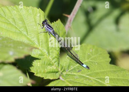 Forme de violacée femelle immature à queue bleue ou à queue bleue ou Bluetip commune - Ischnura elegans Banque D'Images