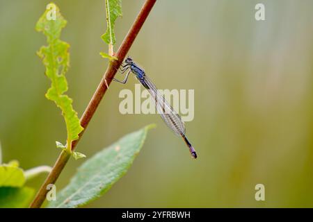 Forme de violacée femelle immature à queue bleue ou à queue bleue ou Bluetip commune - Ischnura elegans Banque D'Images