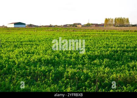 Champ de luzerne Medicago sativa culture également connu sous le nom de luzerne cultivé comme fourrage du bétail Lantadilla Palencia Castille et Léon Espagne Banque D'Images