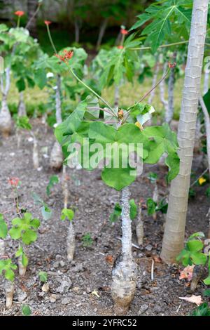 La plante de corail ou plante de goutte (Jatropha podagrica) est un arbuste succulent toxique et médicinal originaire d'Amérique centrale. Il est cultivé dans d'autres régions comme an Banque D'Images