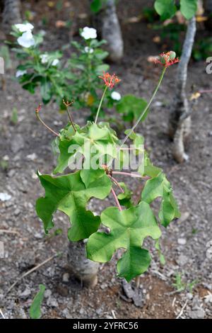 La plante de corail ou plante de goutte (Jatropha podagrica) est un arbuste succulent toxique et médicinal originaire d'Amérique centrale. Il est cultivé dans d'autres régions comme an Banque D'Images