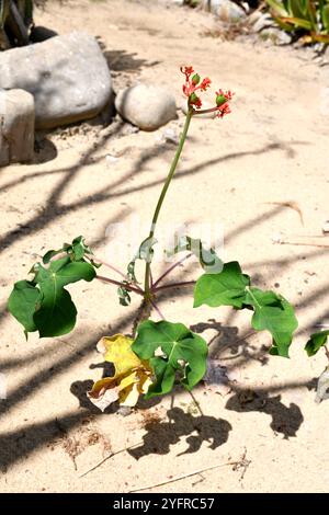 La plante de corail ou plante de goutte (Jatropha podagrica) est un arbuste succulent toxique et médicinal originaire d'Amérique centrale. Il est cultivé dans d'autres régions comme an Banque D'Images