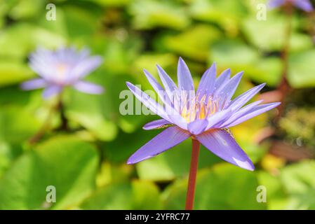 Vue rapprochée de Nymphaea. Belle fleur violette de nénuphar Banque D'Images
