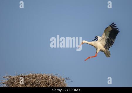 Cigogne blanche arrivant au nid en vol. Alsace, France, Europe Banque D'Images