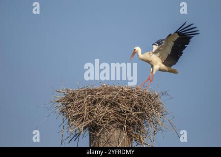 Cigogne blanche arrivant au nid en vol. Alsace, France, Europe Banque D'Images