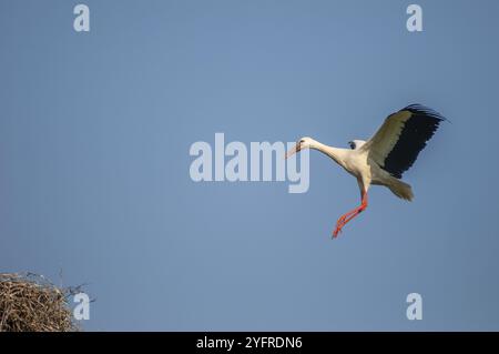 Cigogne blanche arrivant au nid en vol. Alsace, France, Europe Banque D'Images