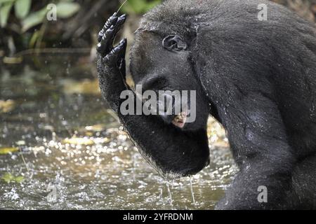 Gorille des plaines occidentales (Gorilla Gorilla Gorilla Gorilla) jouant dans l'eau d'une rivière, animal mâle, réserve de la réserve naturelle Lesio-Louna, près de Moembe, Pla Banque D'Images