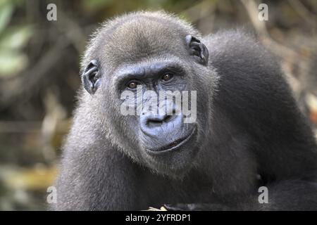 Gorille des plaines occidentales (Gorilla Gorilla Gorilla), animal mâle, portrait, réserve réserve Lesio-Louna réserve naturelle, près de Moembe, département du plateau, Repub Banque D'Images