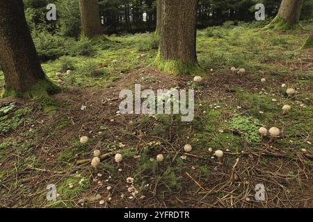 Champignon parapluie géant (Macrolepiota procera) également connu sous le nom de Parasol. Plusieurs spécimens poussent comme un soi-disant anneau de sorcière autour d'une épinette (Picea), Allg Banque D'Images