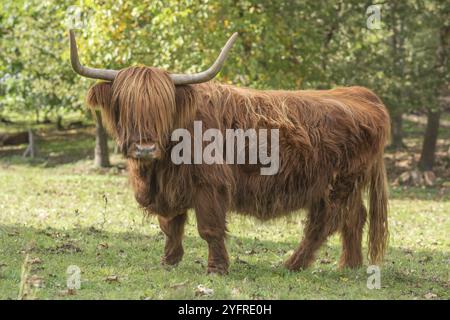 Bétail des Highlands dans les pâturages au début de l'automne. Alsace, Vosges, France, Europe Banque D'Images