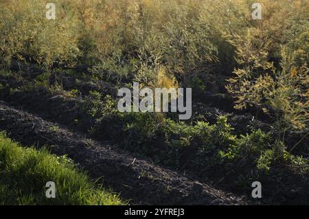 Feuilles de plantes d'asperges en automne, asperges vertes, champ d'asperges, culture d'asperges, agriculture, agriculture, Schmiden près de Fellbach, Baden-Wuertte Banque D'Images