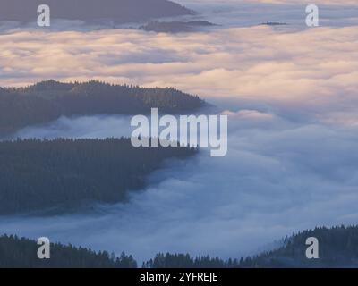 Dense brouillard sur les collines boisées, transmet une atmosphère mystique, Forêt Noire, Allemagne, Europe Banque D'Images