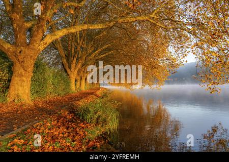 Couleurs d'automne sur la Platanen Allee, Hardenberg Ufer, sentier lacustre sur le lac Baldeney, près de Haus Scheppen, à Essen, Rhénanie du Nord-Westphalie, Allemagne, Banque D'Images