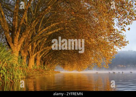 Couleurs d'automne à la Platanen Allee, Hardenberg Ufer, chemin lacustre au lac Baldeney, près de Haus Scheppen, à Essen, oies, Rhénanie du Nord-Westphalie, GE Banque D'Images