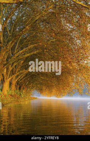 Couleurs d'automne sur la Platanen Allee, Hardenberg Ufer, sentier lacustre sur le lac Baldeney, près de Haus Scheppen, à Essen, Rhénanie du Nord-Westphalie, Allemagne, Banque D'Images