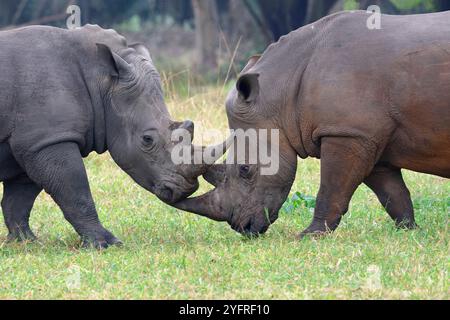 Rhinocéros blancs du sud ou rhinocéros blancs du sud, Ceratotherium simum simum, réserve de rhinocéros Ziwa, Nakitoma, Ouganda Banque D'Images