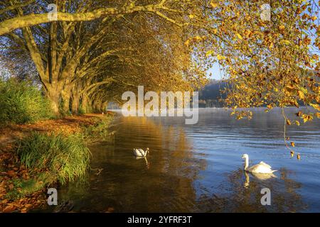 Couleurs automnales à la Platanen Allee, Hardenberg Ufer, sentier lacustre au lac Baldeney, près de Haus Scheppen, cygnes, à Essen, Rhénanie du Nord-Westphalie, Banque D'Images