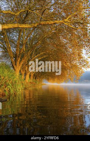 Couleurs d'automne sur la Platanen Allee, Hardenberg Ufer, sentier lacustre sur le lac Baldeney, près de Haus Scheppen, à Essen, Rhénanie du Nord-Westphalie, Allemagne, Banque D'Images