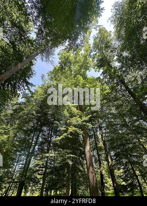 Forêt feuillus baignée de soleil Banque D'Images