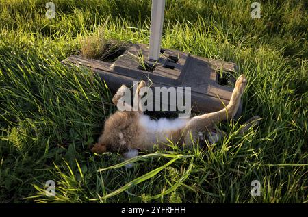 Accident animal sauvage, lièvre, lièvre, mort, écrasé, se trouve dans Ditch, Stuttgart, Bade-Wuerttemberg, Allemagne, Europe Banque D'Images