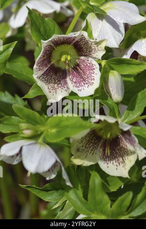 Hellebore oriental (Helleborus orientalis), Bavière, Allemagne, Europe Banque D'Images