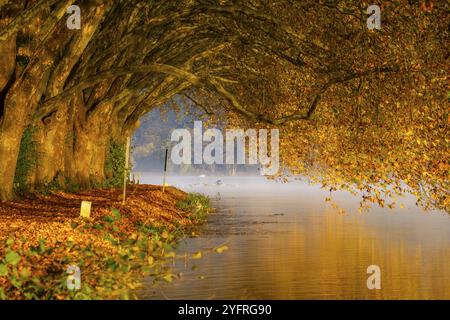 Couleurs d'automne sur la Platanen Allee, Hardenberg Ufer, sentier lacustre sur le lac Baldeney, près de Haus Scheppen, à Essen, Rhénanie du Nord-Westphalie, Allemagne, Banque D'Images