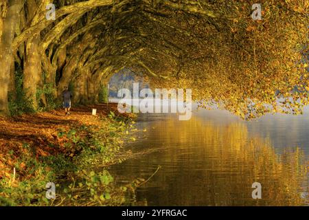 Couleurs d'automne sur la Platanen Allee, Hardenberg Ufer, sentier lacustre sur le lac Baldeney, près de Haus Scheppen, à Essen, Rhénanie du Nord-Westphalie, Allemagne, Banque D'Images