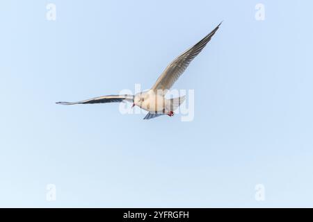 Mouette à tête noire (Chroicocephalus ridibundus) en vol dans le ciel. Bas-Rhin, Alsace, Grand est, France, Europe Banque D'Images