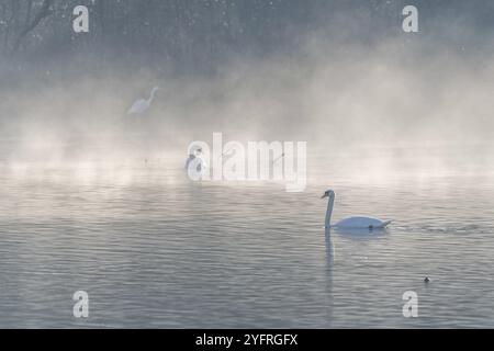 Silhouette muette de cygne (Cygnus olor) dans la brume matinale sur l'eau d'un lac. Bas-Rhin, Alsace, Grand est, France, Europe Banque D'Images