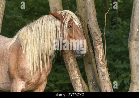 Brouillon Portrait de cheval dans un pâturage dans le pays français Banque D'Images