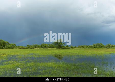 Arc-en-ciel sur une prairie inondée par temps pluvieux au printemps. France, Alsace Banque D'Images