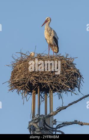 Nid de cigogne sur un poteau électrique dans un village au printemps. Alsace, France, Europe Banque D'Images