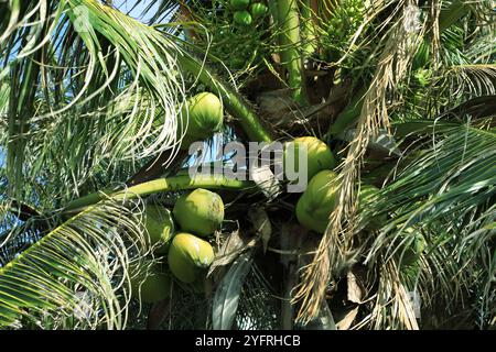 Plus proche cluster de noix de coco sur l'arbre de ciel bleu atmosphère lumineuse, Vietnam Banque D'Images