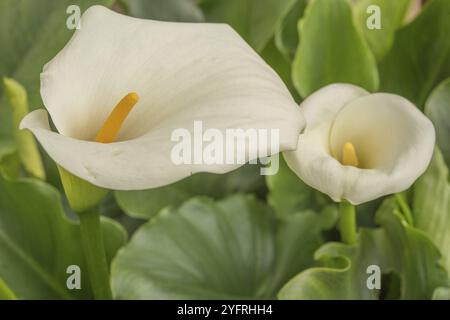 Arum blanc en fleur dans le jardin. Alsace, France, Europe Banque D'Images