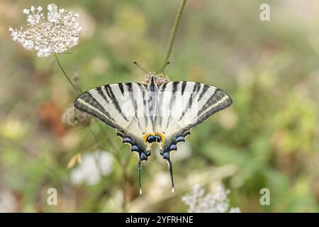 Rare Swallowtail (Iphiclides podalirius) recherche de nectar sur une fleur dans un jardin. Cévennes, France, Europe Banque D'Images