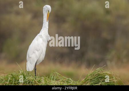 Grande aigrette (Ardea alba) puant ses plumes dans les marais. Alsace, France, Europe Banque D'Images