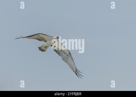 Osprey (Pandion haliaetus) survolant un marais. Bas-Rhin, collectivité europeenne d'Alsace, Grand est, France, Europe Banque D'Images