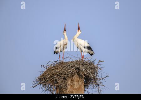 Cigogne blanche en période de cour au début du printemps, France, Alsace, Europe Banque D'Images