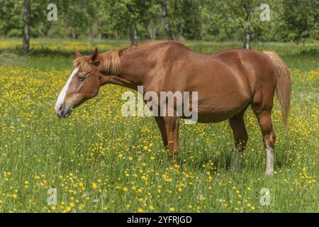 Cheval dans un pâturage vert rempli de papillons jaunes. Bas-Rhin, collectivité europeenne d'Alsace, Grand est, France, Europe Banque D'Images