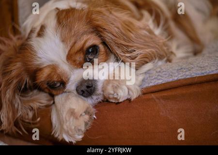 King Charles Cavalier Spaniel ayant l'air endormi dans son panier Banque D'Images