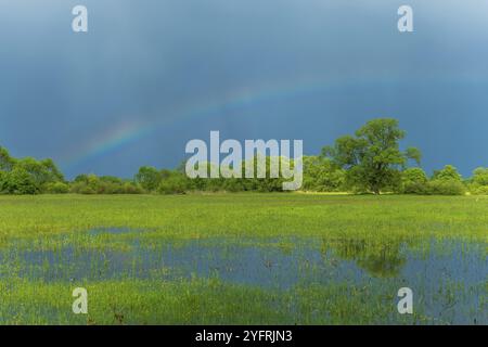 Arc-en-ciel sur une prairie inondée par temps pluvieux au printemps. France, Alsace Banque D'Images