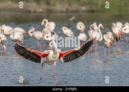 Le Grand Flamingos (Phoenicopterus roseus) débarque dans un marais. Saintes Maries de la Mer, Parc naturel régional de Camargue, Arles, Bouches du Rhône, Pr Banque D'Images