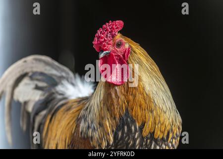 Portrait d'un coq dans une cour de ferme. Ferme pédagogique, rhinau, alsace, france Banque D'Images