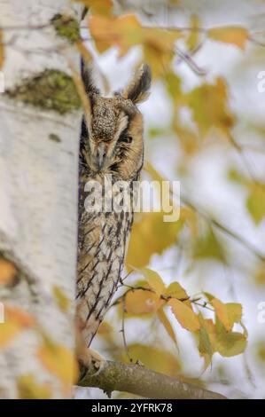 Hibou à oreilles longues (Otus asio) perché dans un arbre en hiver, Bas-Rhin, Alsace, Grand est, France, Europe Banque D'Images