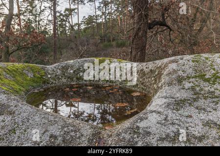 Rocher celtique, rocher avec des tasses sur le sentier rocheux. Dieffenthal, Bas-Rhin, Alsace, Grand est, France, Europe Banque D'Images