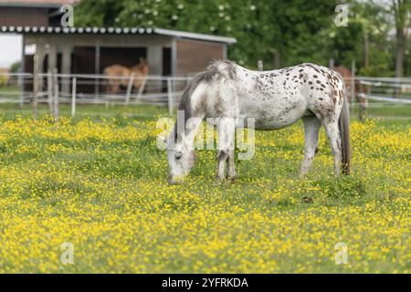 Cheval dans un pâturage vert rempli de papillons jaunes. Bas-Rhin, collectivité europeenne d'Alsace, Grand est, France, Europe Banque D'Images