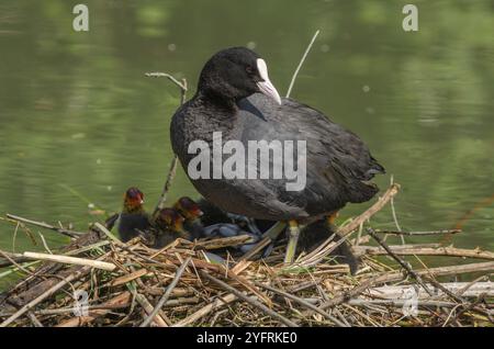 Eurasian Coot (Fulica atra) protégeant ses poussins sur le nid. Bas-Rhin, Alsace, Grand est, France, Europe Banque D'Images