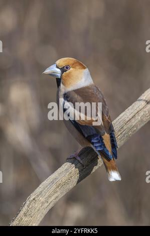 Hawfinch (Coccothraustes coccothraustes) perché sur une branche dans la forêt en hiver. Bas-Rhin, Alsace, Grand est, France, Europe Banque D'Images