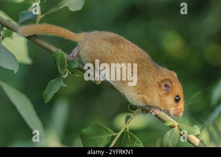 Femelle de lérot commun (Muscardinus avellanarius) sur une branche dans une végétation touffue. bas rhin Alsace, grand est, France, Europe Banque D'Images